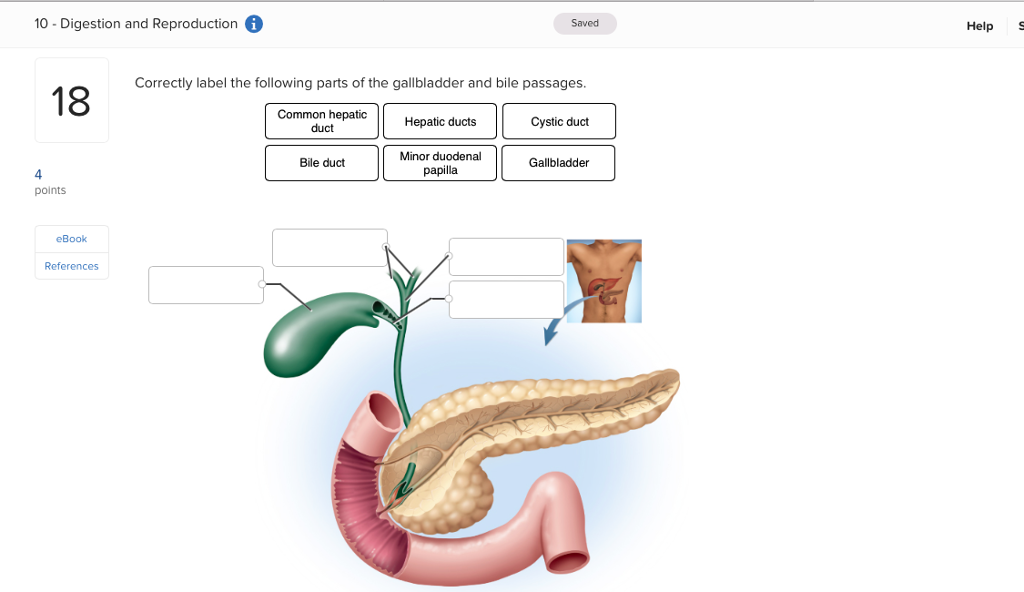 comparative physiology of the vertebrate digestive system pdf